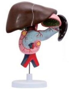 十二指腸、胰、脾解剖模型